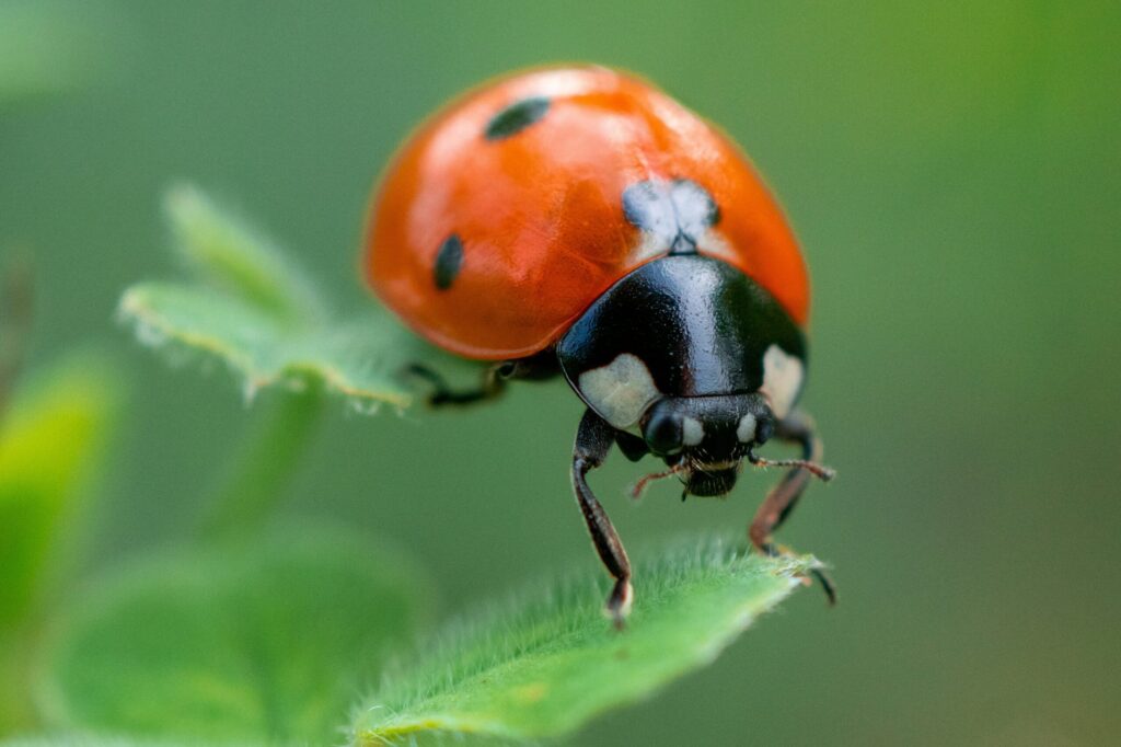 ladybug on leaf