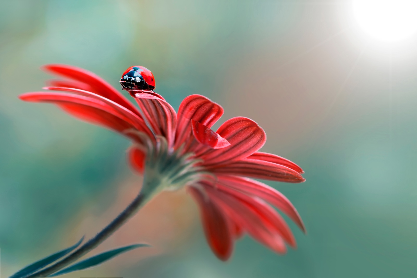 ladybug on flower
