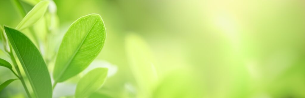 green leaves wallpaper